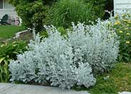 Dusty Miller, Silver Groundsel