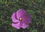 Purple Delight Lilac Hibiscus