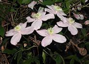 Pink Anemone Clematis, Rubens