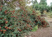 Parney or Red Clusterberry Cotoneas