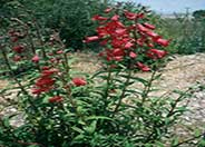 Firebird Border Penstemon