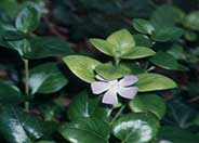 Blue Periwinkle, Vinca, Blue-Button