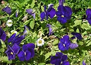 Purple Showers Viola, Tuffed Pansy