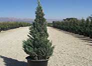 Blue Point Juniper