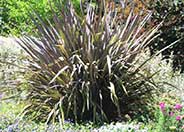 New Zealand Flax