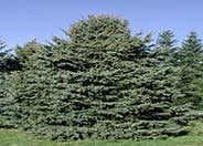 Colorado Spruce