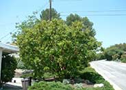 Strawberry Tree, Strawberry Madrone